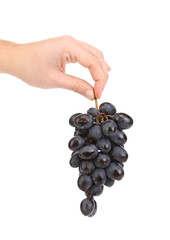 Hand holds one ripe grapes.