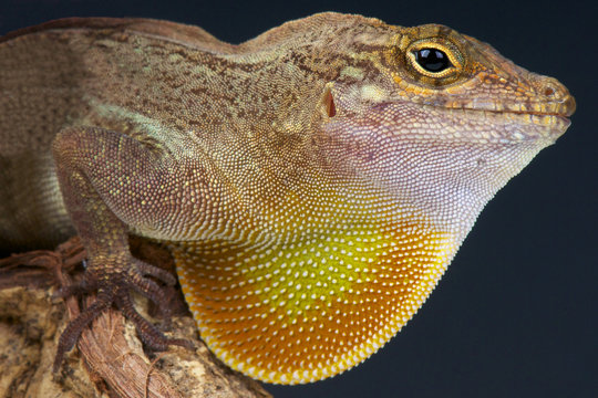 Crested Anole / Anolis cristatellus