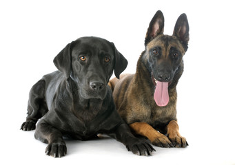 Fototapeta premium malinois and labrador retriever