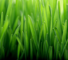Fototapeta na wymiar Fresh thick grass closeup