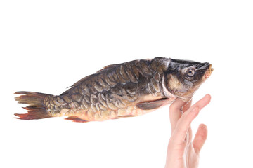 Fresh mirror carp on human fingers.