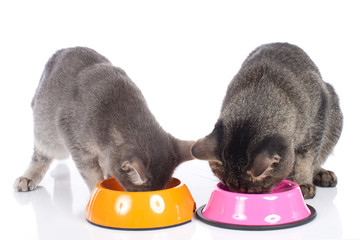 Zwei Katzen am Futternapf