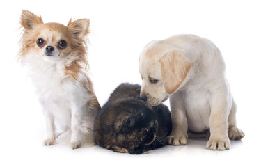 exotic shorthair cat and dogs