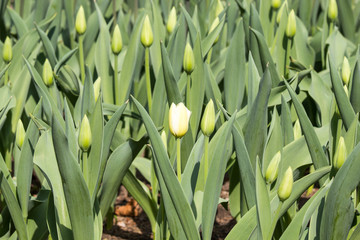 Obraz premium Tulip Field