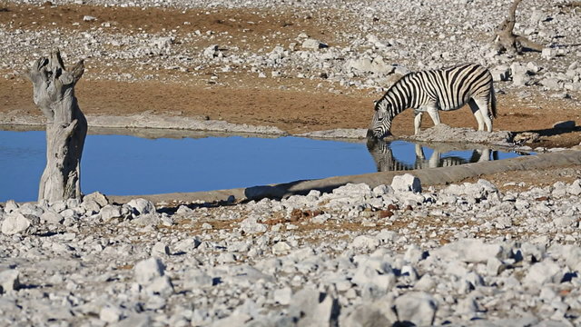 Zebra at waterhole