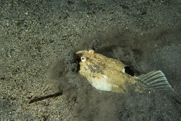 Stargazer priest fish hunting in sand