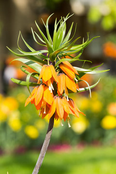 Spring Flower - Fritillaria Imperialis