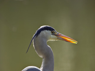 Heron