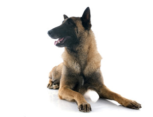 belgian shepherd