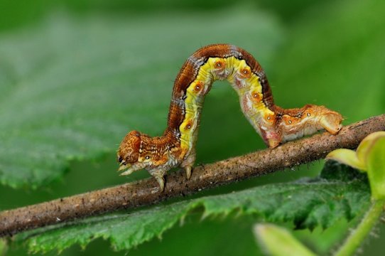 Erannis defoliaria, bruco