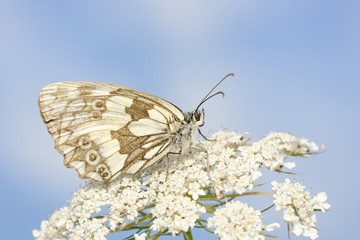 Marbled white butterfly close up.