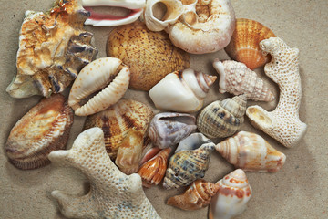 background made ​​of seashells