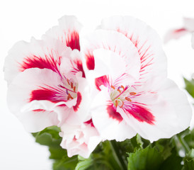 Obraz na płótnie Canvas Blossoming red-white geranium on a white background
