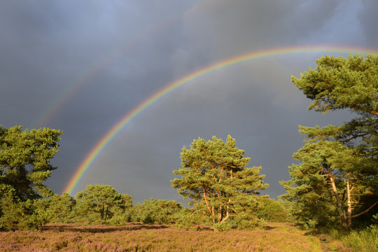 Landscape with heather (Calluna vulgaris) with two rainbows. - Powered by Adobe