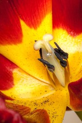 A drop of tulip © Miglena Pencheva