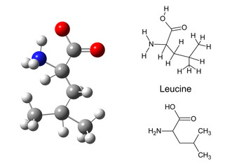 Structural model of leucine molecule