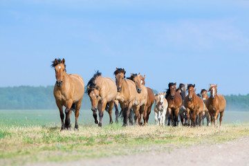 Herd of horses and foals running on the road