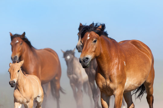 Herd of horses and foals running on blue sky.