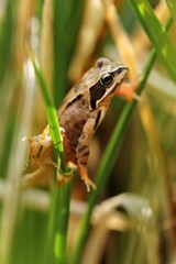 Weiblicher Grasfrosch in der Sonne / female grass frog