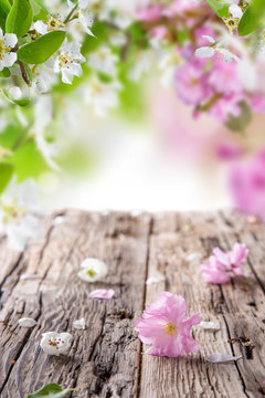 Fototapeta Spring blossoms background