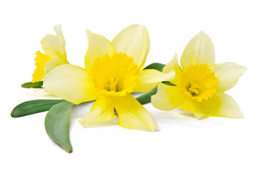 Foto op Plexiglas Narcis gele narcis geïsoleerd op een witte achtergrond