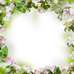 Spring blossoms background