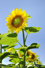 sunflower with blue background