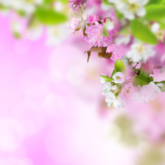 Spring blossoms background