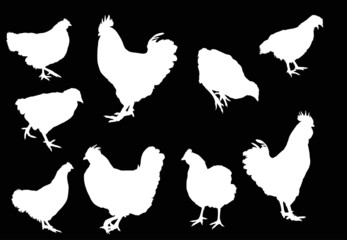 group of nine isolated white chicken silhouettes