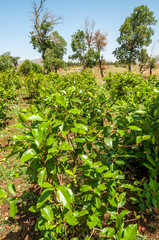 Shrubs with leaves of khat