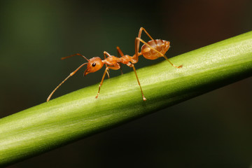 Ant walking to Foraging on a branch.