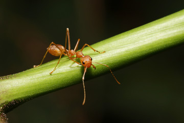 Ant walking to Foraging on a branch.