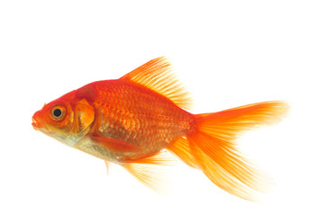 Obraz premium Golden fish