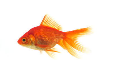 Obraz premium Golden fish