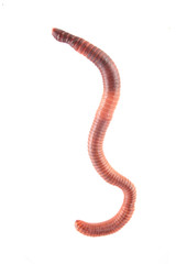 worm