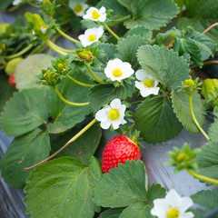Strawberry bush with red berries and green leaves - 63847634