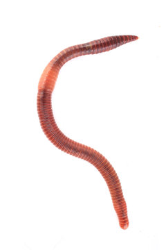 worm