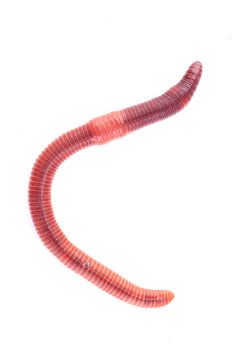 worm
