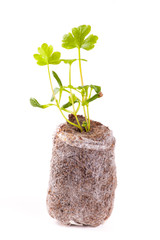 Young sprout in peat tablet, celery plant