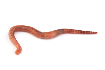 worm