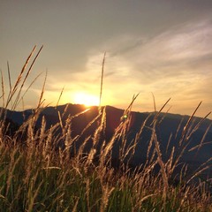 grass against sunrise
