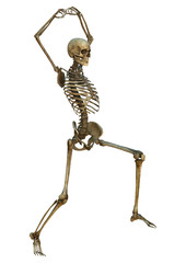 Human Skeleton