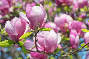 Obraz premium Pink Magnolia Flowers