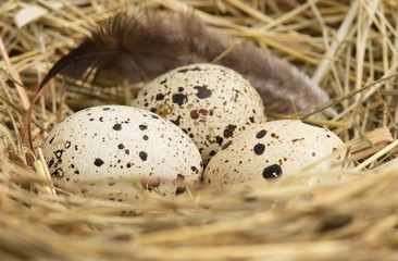 Obraz premium Quail eggs