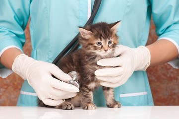 Veterinary survey