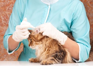 Veterinary survey