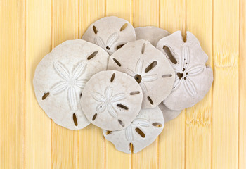 Group of sand dollars on wood slat surface