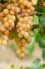 Green grapes on vine