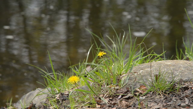 flower with a creek