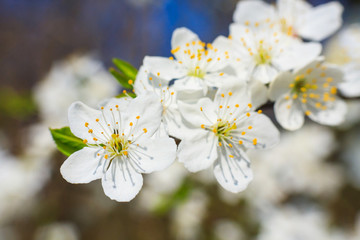 white blossoms in spring